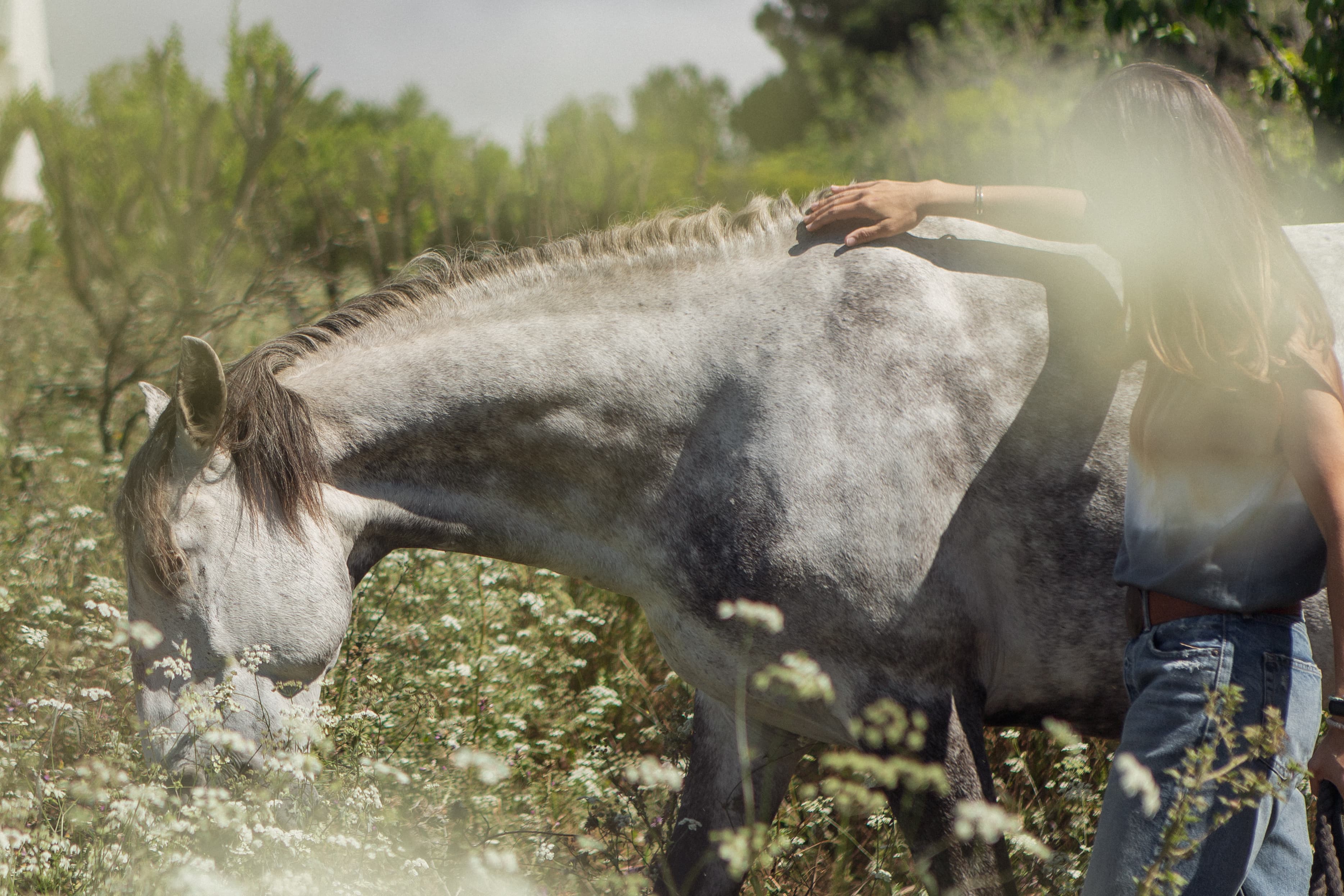 Equine-Guided Empowerment group workshop